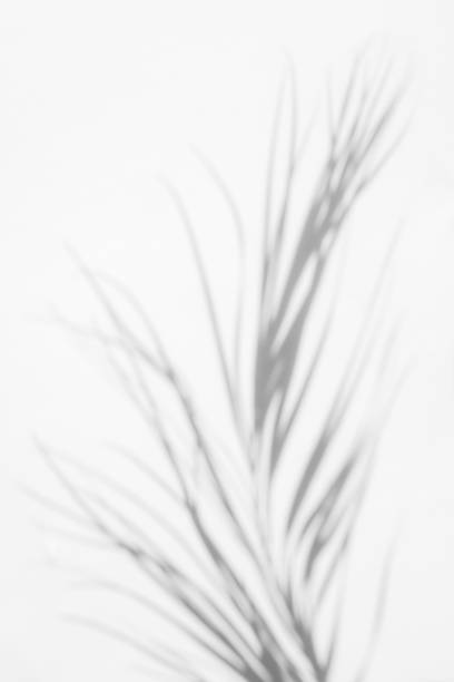 istock Gray shadow of natural dried palm leaf 1167427768