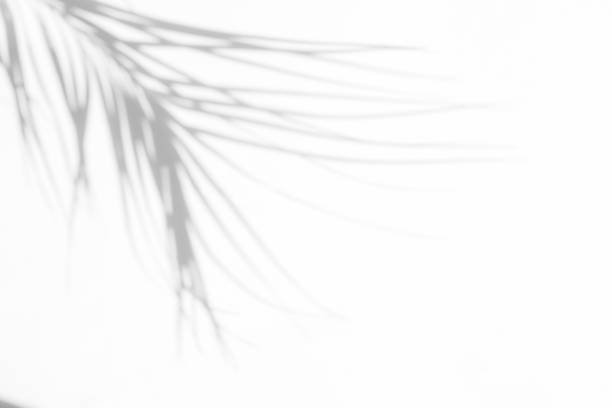 istock Gray shadow of natural dried palm leaf 1167427770