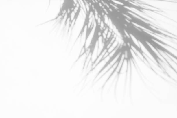 istock Gray shadow of natural dried palm leaf 1167427895