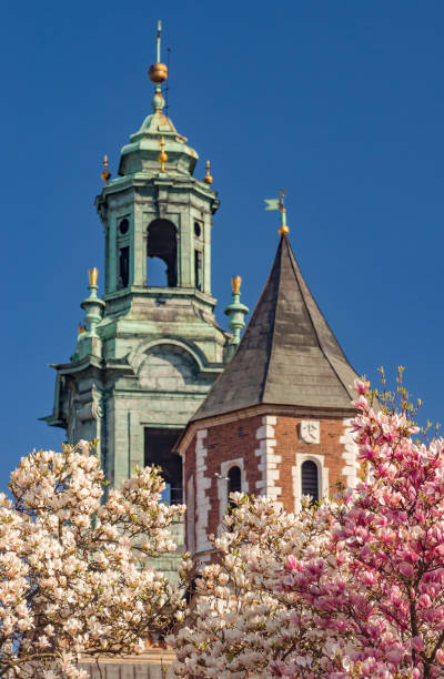 istock Wawel cathedral  blooming magnolia tree, sunny day, Krakow, Poland 1167429433