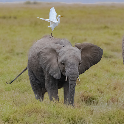Western cattle egret on the back on a young elephant in Africa,  in the savannah