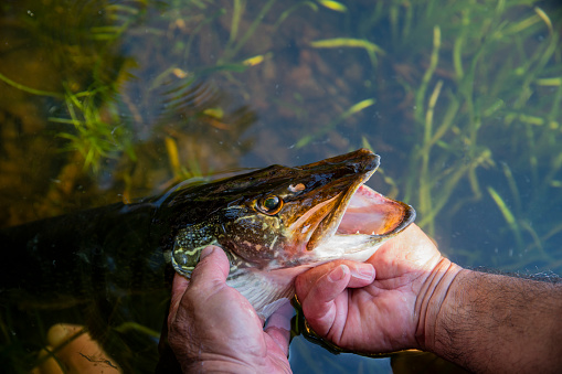 A man's hand holding a pike by the gills.