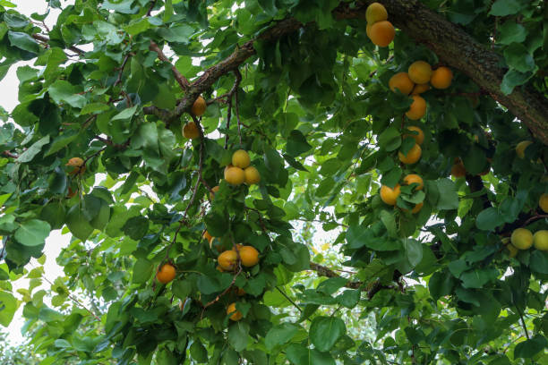 istock A bunch of ripe apricots on a branch 1167429638