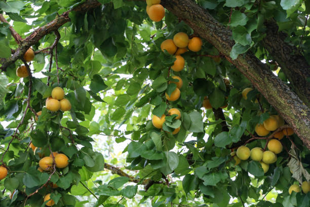 istock A bunch of ripe apricots on a branch 1167429657