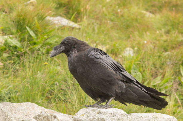 istock Common raven (Corvus corax) in Tatra mountains, Poland 1167429669