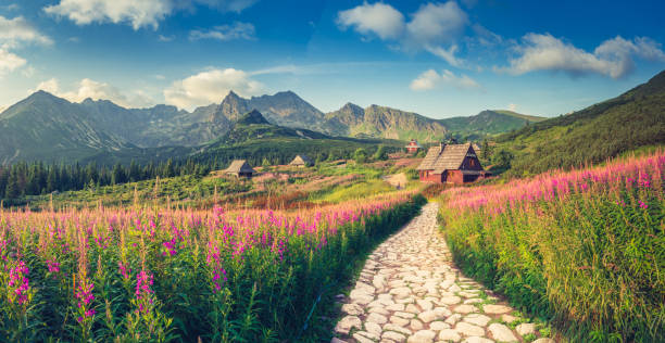 krajobraz górski, panorama tatr, polska kolorowe kwiaty i domki w dolinie gasienicowa (hala gasienicowa), lato - tatry zdjęcia i obrazy z banku zdjęć