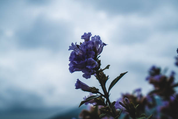 Rain clouds over the steppe covered with flowers and grass.