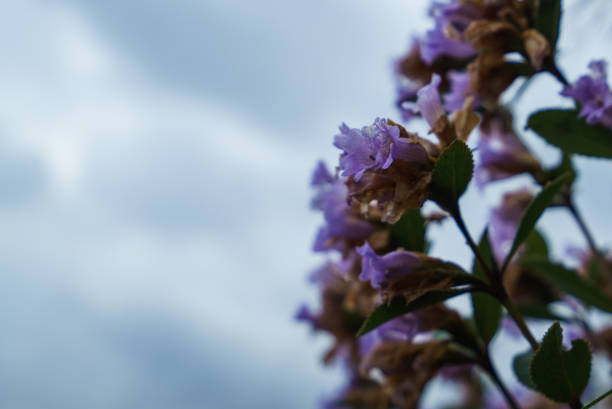 Neelakurinji flowers blooming in Ooty, Nilgiris, India