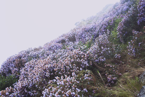 Neelakurinji flowers blooming in Ooty, Nilgiris, India