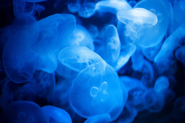 istock jellyfish in illuminated water 1167430328