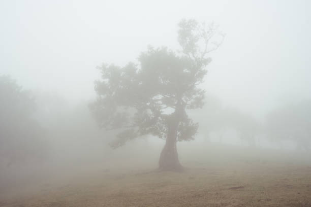 arbre dans la forêt brumeuse - hassel photos et images de collection