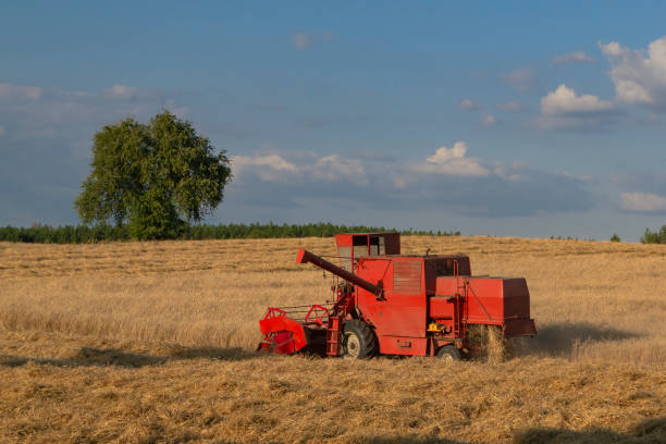 Classic red combine harvester during the harvest in the sunset.