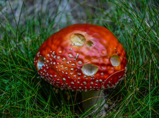 アマニタ・パルシボルヴァータ、赤い毒キノコ - fungus nature orange agaric toxic substance ストックフォトと画像