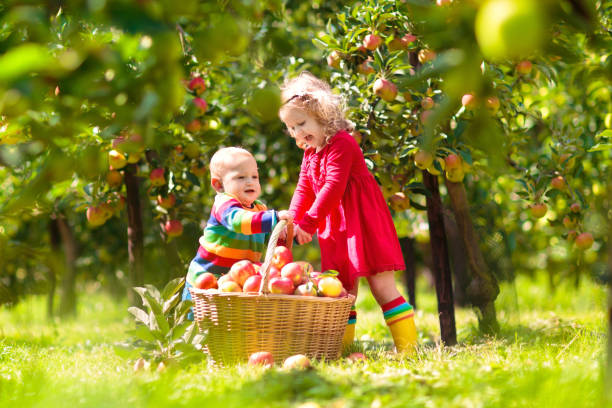 istock Kids picking apples on farm in autumn. 1167432883