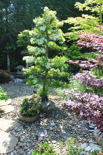 Photo showing a back yard that has been converted into a Japanese garden, with many oriental elements laid out around the central lawn of fine green grass.