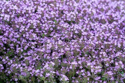 Groundcover blooming purple flowers thyme creeping on a bed in the garden, soft selective focus