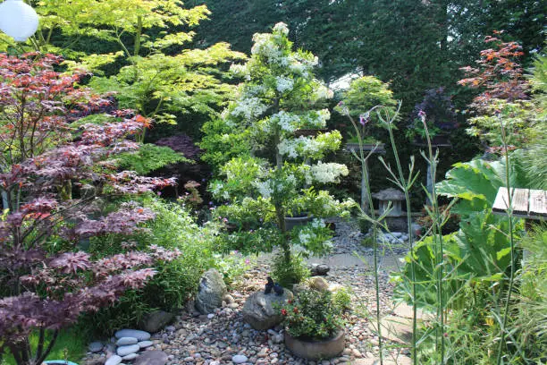 Photo of Image of a blossoming Firethorn (Pyracantha) in an ornamental gardem with stepping stones pathway featuring Japanese elements, paper and granite lanterns, bamboo, pebbles, bonsai trees and Japanese maples (acers)