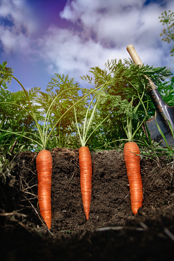 ripened carrots in the soil with a shallow depth of field