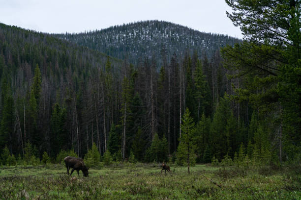 istock Moose in Rocky Mountain National Park 1167433425