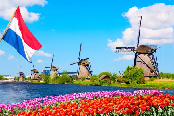 Colorful spring landscape in Netherlands, Europe. Famous windmills in Kinderdijk village with a tulips flowers flowerbed in Holland. Netherlands flag on the foreground.