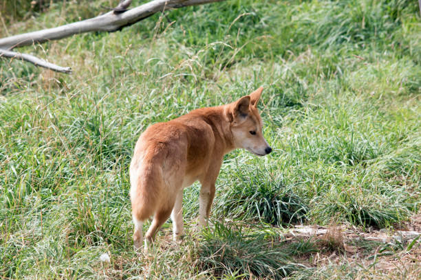 istock the golden dingo walking in the grass 1167433525