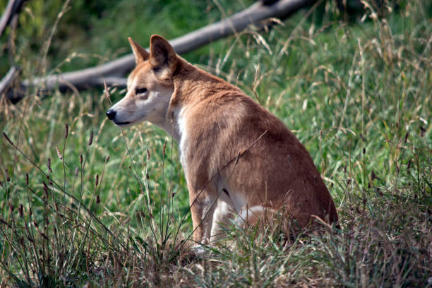 the golden dingo is resting