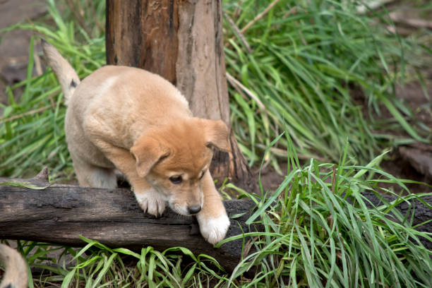 istock a 6 week old dingo puppy 1167434697