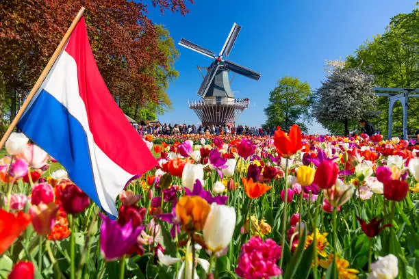 Blooming colorful tulips flowerbed in public flower garden with windmill and waving netherlands flag on the foreground. Popular tourist site. Lisse, Holland, Netherlands