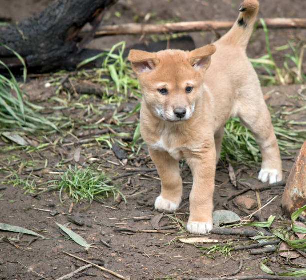 istock a golden dingo puppy 1167434835