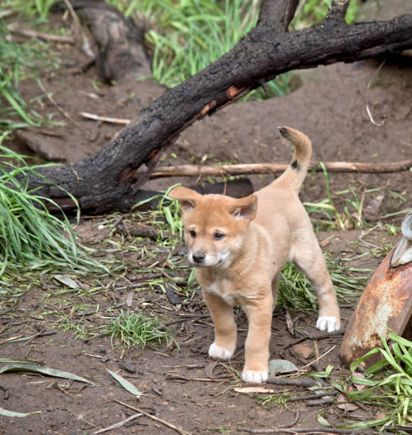 istock a golden dingo puppy 1167434872