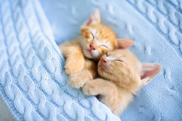 istock Baby cat. Ginger kitten sleeping under blanket 1167434874