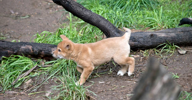 this is a side view of a golden dingo puppy