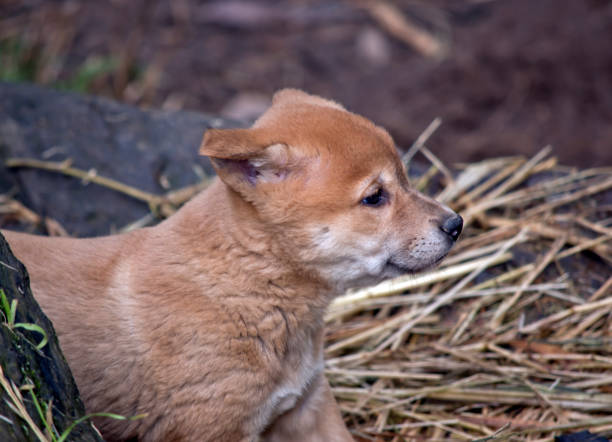 this is a side view of a golden dingo puppy