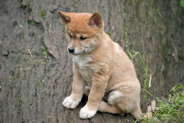 istock a 6 week old dingo puppy 1167434955