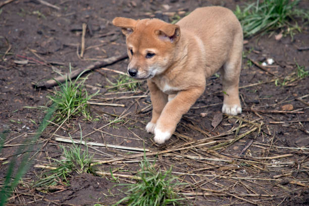 istock a 6 week old dingo puppy 1167434981