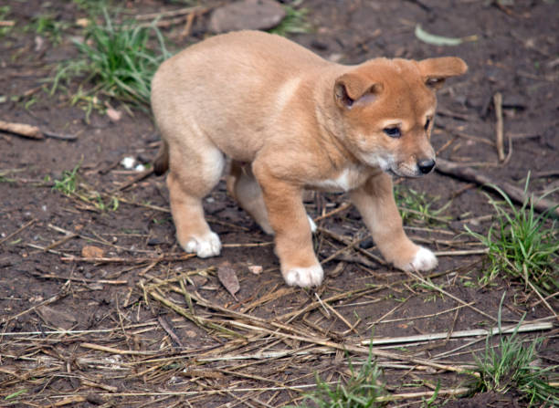 istock a 6 week old dingo puppy 1167435023