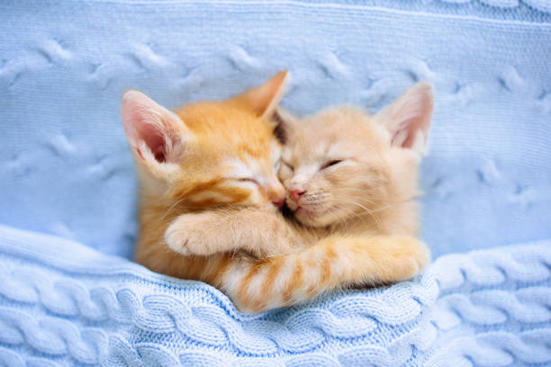istock Baby cat. Ginger kitten sleeping under blanket 1167435051