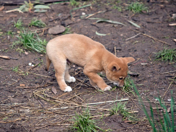 istock a 6 week old dingo puppy 1167435066
