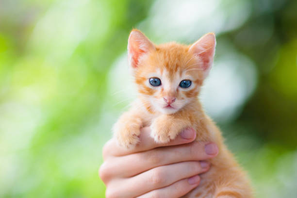 istock Man holding cat. Baby kitten in human hands. 1167435085