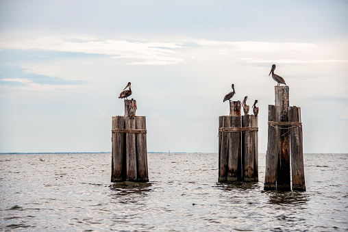 A flock of pelicans resting on broken pier supports on Lake Pontchartrain, Louisiana.