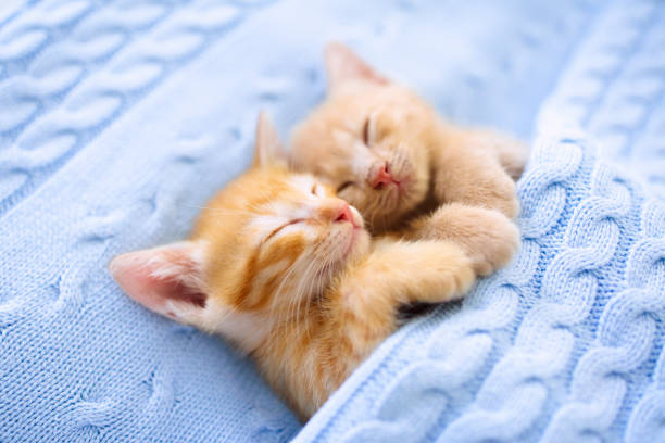 istock Baby cat. Ginger kitten sleeping under blanket 1167435770