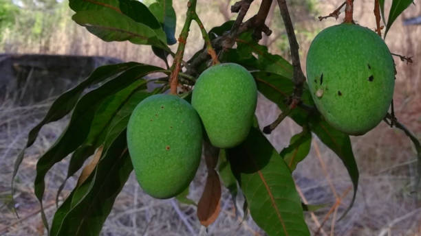 istock Green raw mango plant Mango fruits tree, mangifera indica 1167435859