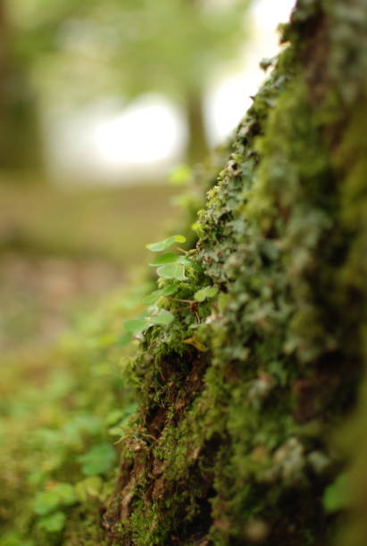 istock Clover and moss in Irish forest 1167435918