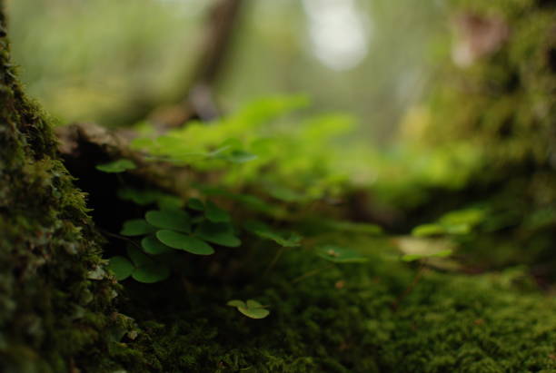 istock Clover and moss in Irish forest 1167435922