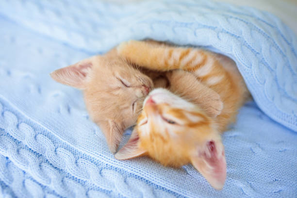istock Baby cat. Ginger kitten sleeping under blanket 1167436019