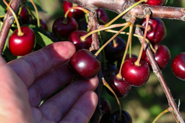 istock Working in the garden. The farmer pick fresh cherries. 1167436107