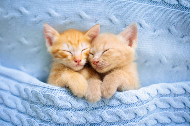 istock Baby cat. Ginger kitten sleeping under blanket 1167436198