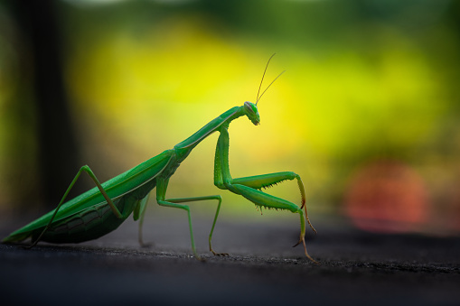 Nice green mantis close up macro isolated color insect nature