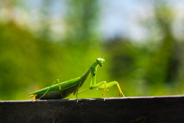 istock Nice green mantis close up macro color insect 1167437987