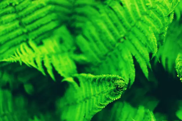 Photo of Green fern leaves.